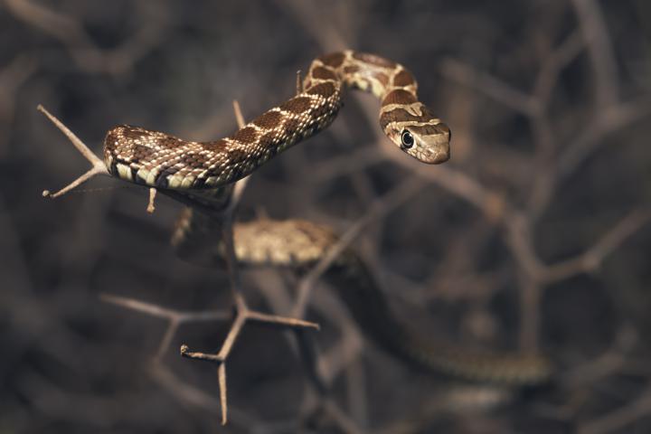 Una culebra de herradura (Hemorrhois hippocrepis), en una imagen de archivo