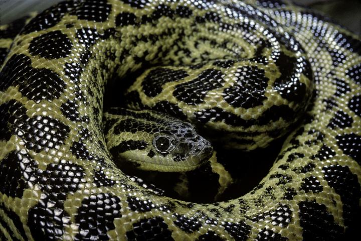 Una anaconda.