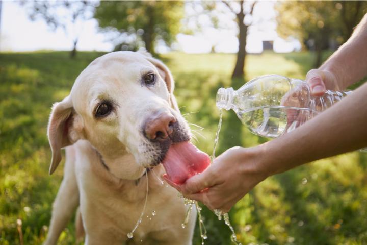 Algunos consejos para cuidar a las mascotas de la ola del calor.