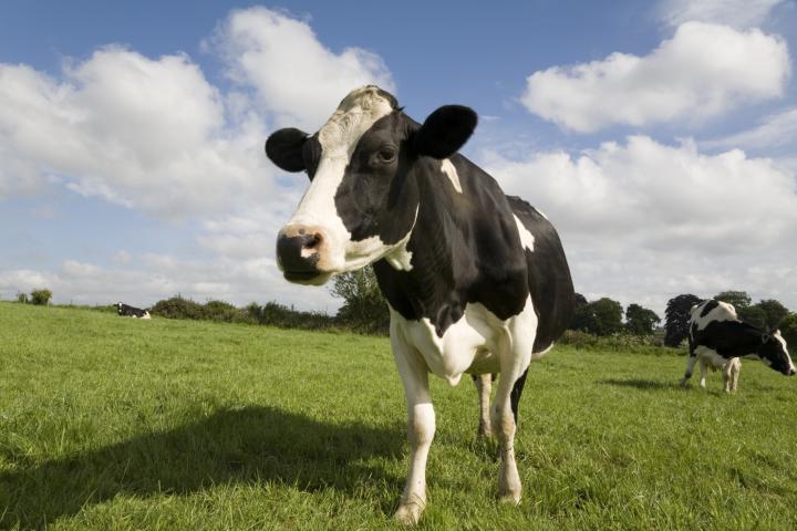 Una vaca, en una imagen de archivo.