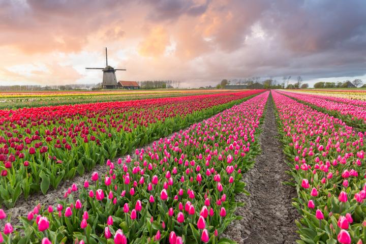 Un campo de tulipanes en Países Bajos