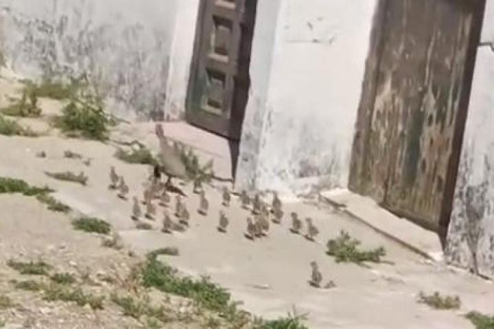 La familia de perdices rojas, en el vídeo viral de TikTok