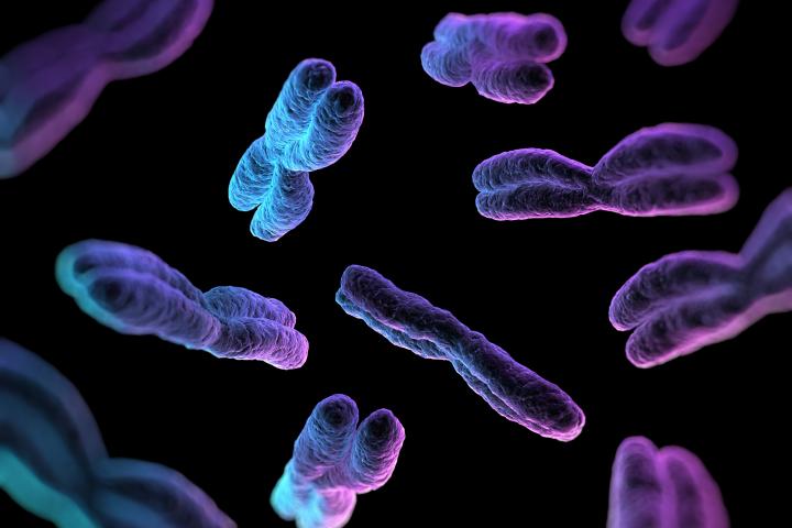 Cromosomas, en una recreación informática