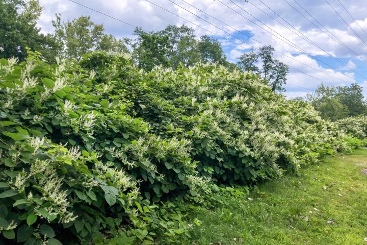 Un arbusto de fallopia japonesa, en una imagen de archivo.