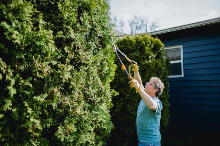 La pantalla vegetal, una opción ideal para ocultar nuestro jardín de miradas ajenas.