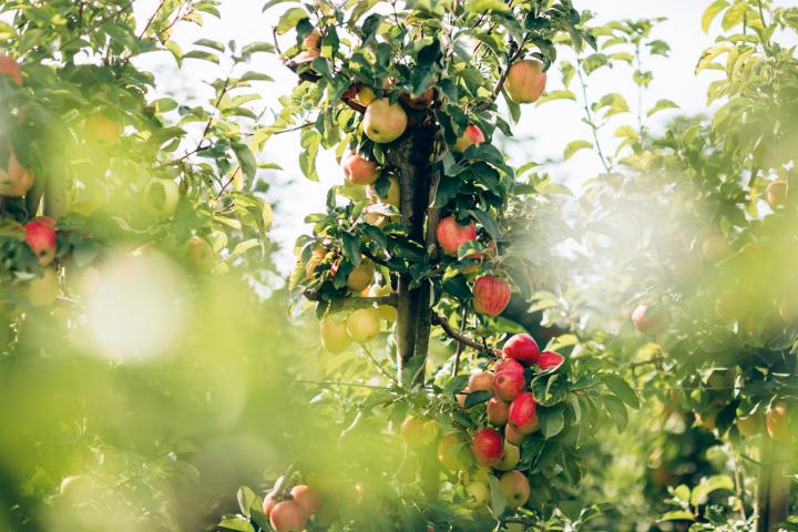 Varios manzanos, en una imagen de archivo