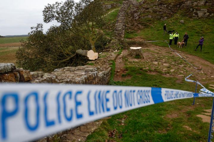 El Sycamore Gap Tree tras ser talado