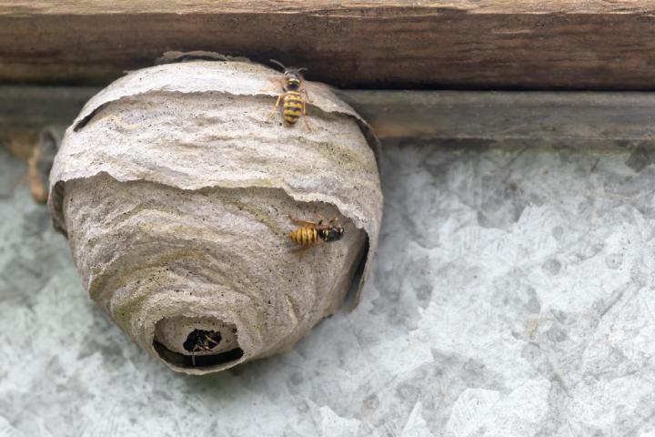 insecticida para avispas y nidos de avispas