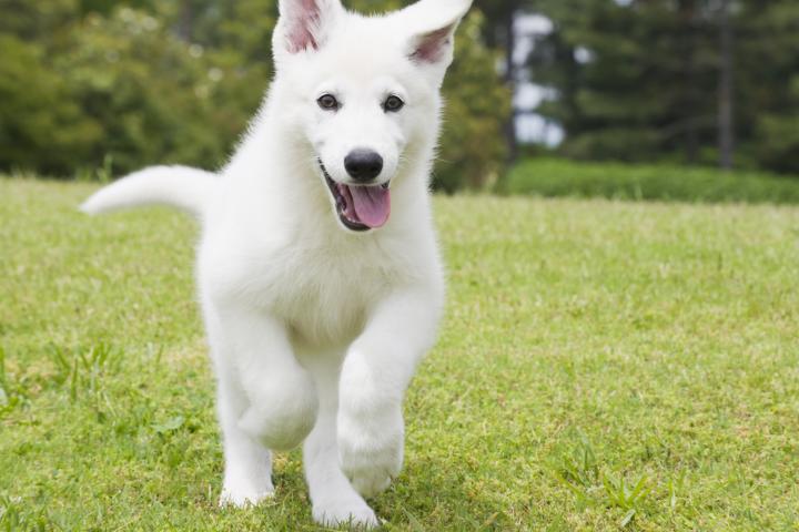 Un perro blanco, en una imagen de archivo