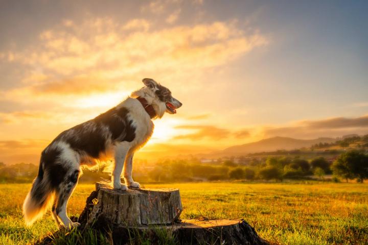 Un perro pastor contemplando el campo en pleno atardecer