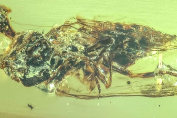 Los hongos descubiertos por los científicos de la Universidad de Yunnan (China)