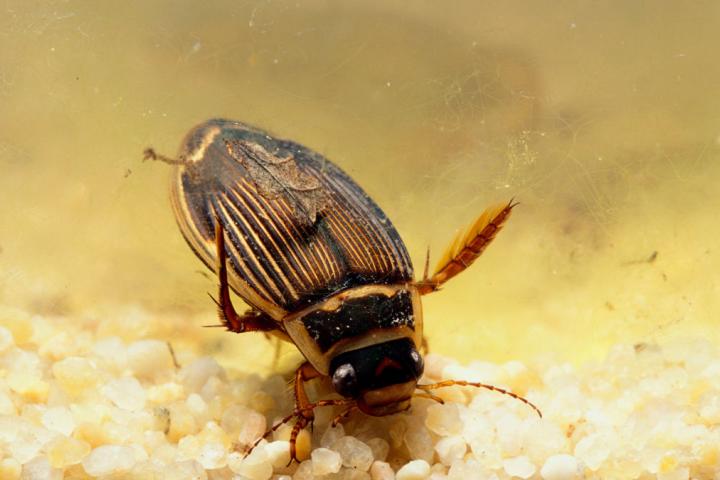Un escarabajo buceador (Dytiscus marginalis), en una imagen de archivo