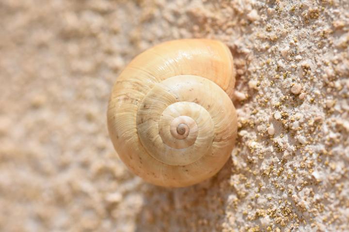 Un caracol serrano (Iberus gualtieranus alonensis), en una imagen de archivo