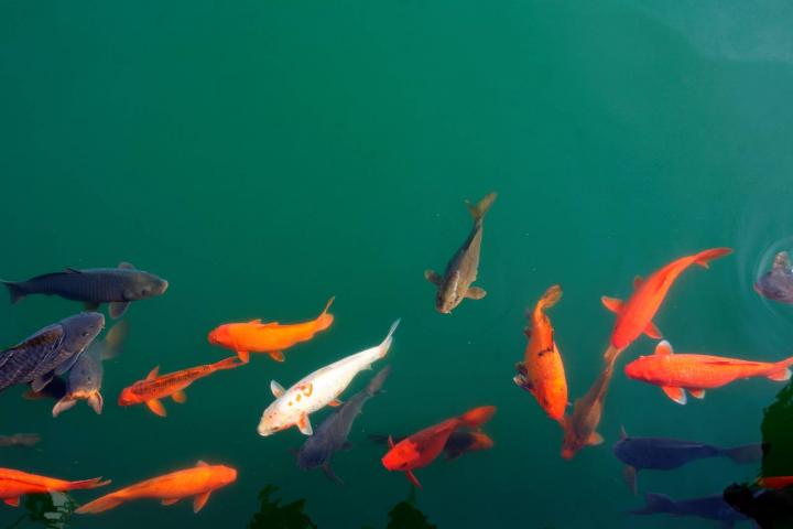 Peces de todos los colores en un estanque