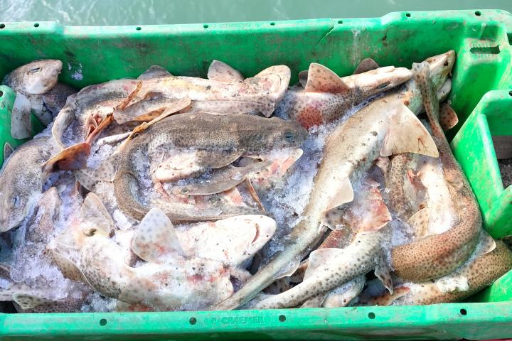 Un cubo de pintarrojas.