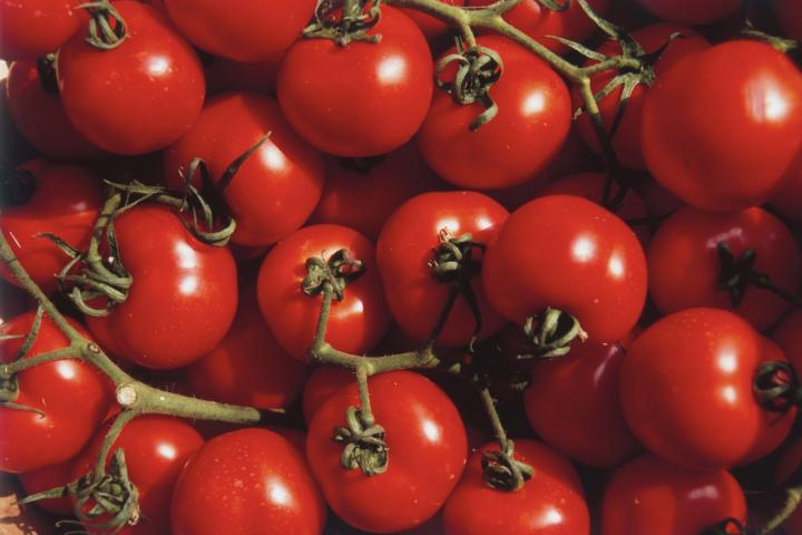 Los tomates actuales, cultivados para resistir el transporte y la conservación, han perdido parte de la complejidad de sabor que caracterizaba a las variedades tradicionales.
