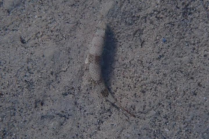 Un pez Upeneus pori, en una imagen de archivo