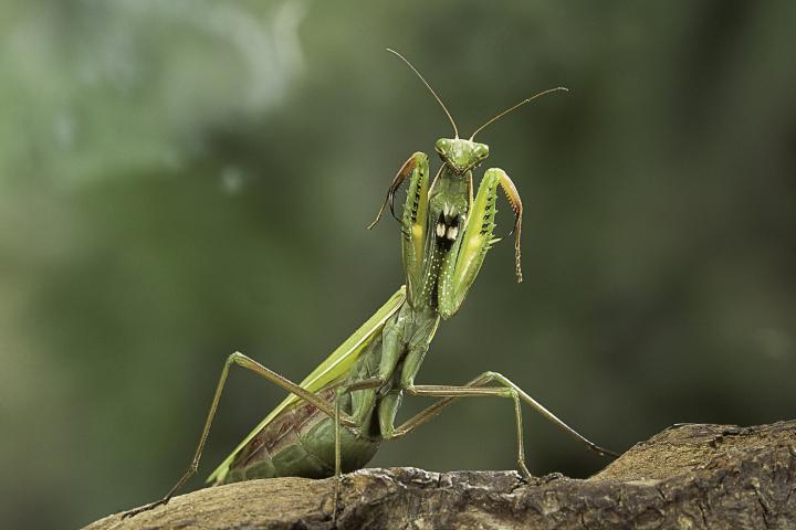 Una mantis religiosa, en una imagen de archivo