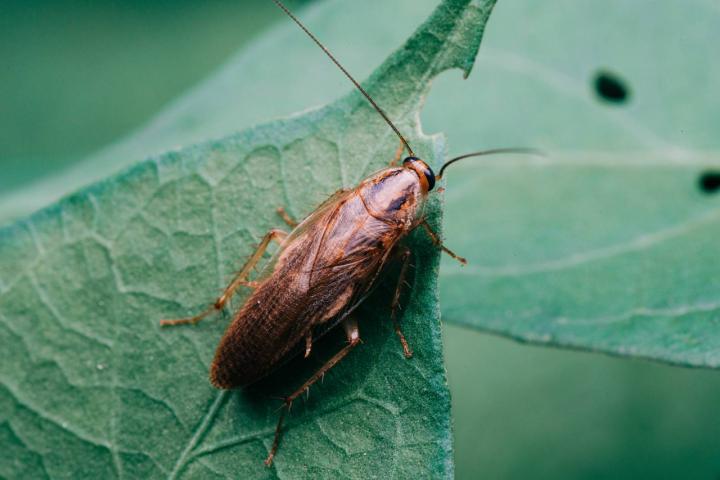 Cucaracha merodeando por el jardín