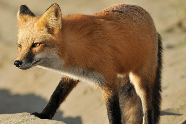 Un zorro rojo de las Cascadas (Vulpes vulpes cascadensis), en una imagen de archivo