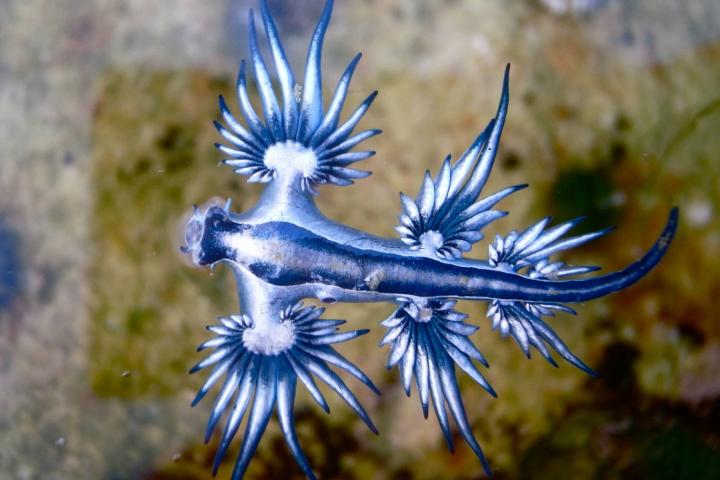 Glaucus atlanticus