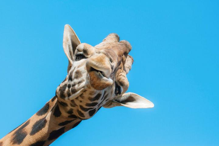 alt="alt="Jocoso saludo de una simpática jirafa""