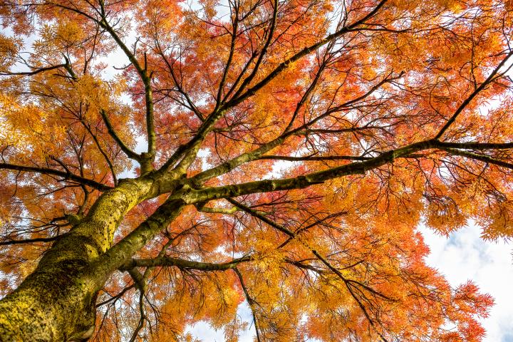 Un árbol mostrando una estampa muy otoñal.
