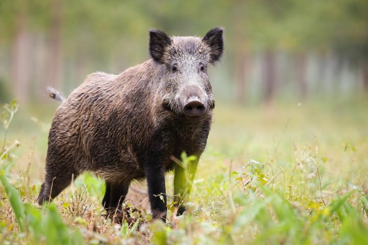 Jabalí salvaje en el campo, problema para los agricultores en Santarém, Portugal.