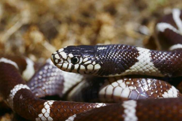 Ejemplar de Lampropeltis californiae