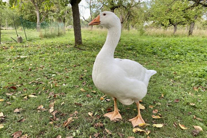 Imagen de archivo de una oca.