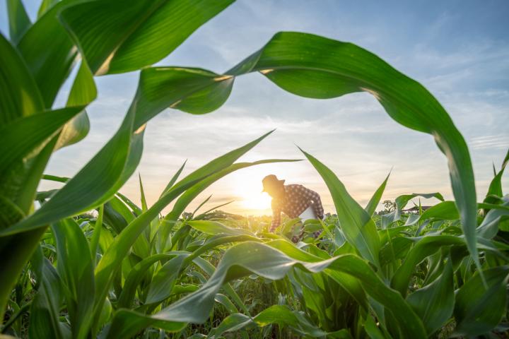 Un agricultor en un campo de maíz, en una imagen de archivo