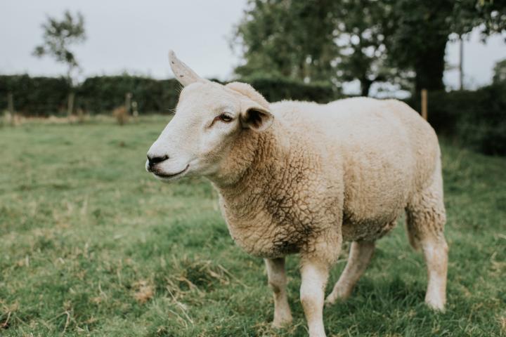 Una oveja, en una imagen de archivo