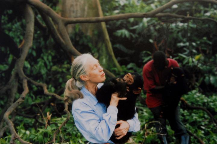 Jane Goodall, entre chimpancés en una imagen de archivo