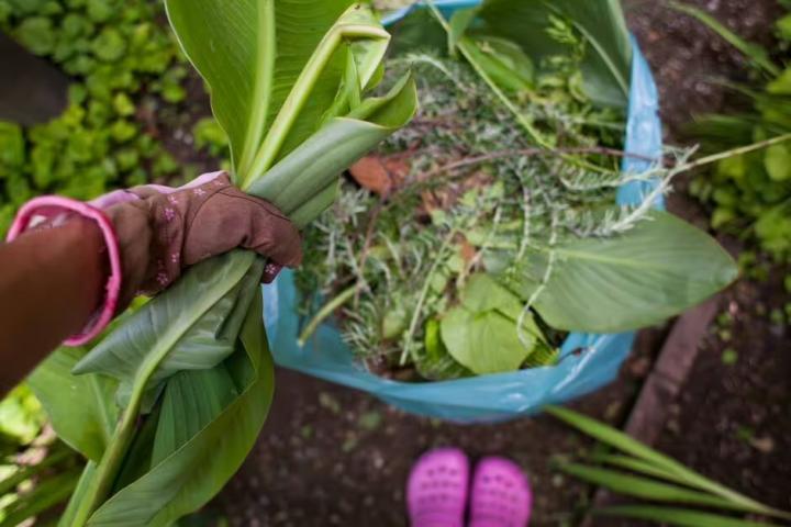 Mano con guante sosteniendo hojas sobre una bolsa de restos vegetales en un jardín doméstico.