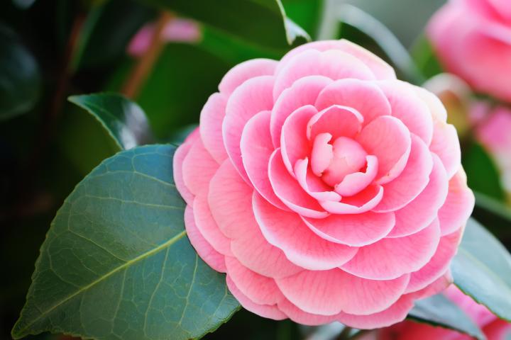 Una camelia.