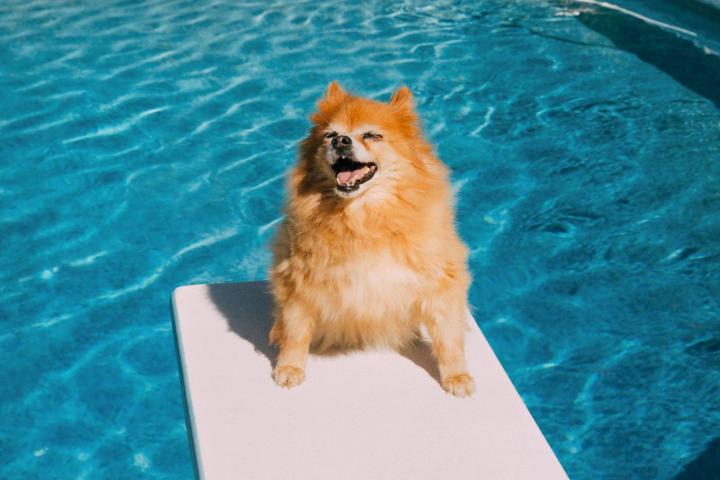 Un perro Pomerania se lo pasa en grande en la piscina