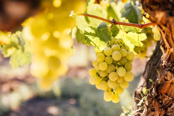 Uvas blancas maduras entre viñedos de Cataluña, España