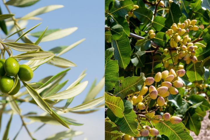 Montaje que muestra dos imágenes, a la derecha un olivo, a la izquierda un pistachero.