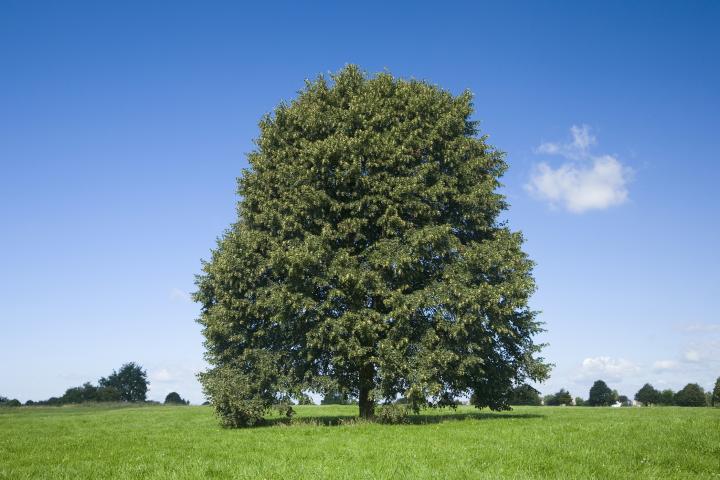 Un tilo, en una imagen de archivo