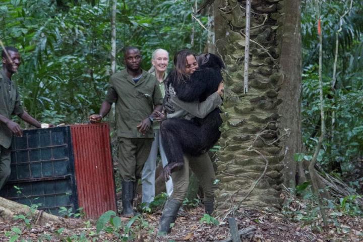 La veterinaria española Rebeca Atencia recibiendo un abrazo de un chimpancé ante la mirada de  Jane Goodall.