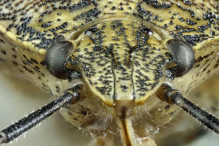 Primer plano macro extremo de la cabeza de un insecto apestoso (Halyomorpha halys) con textura detallada y ojos compuestos