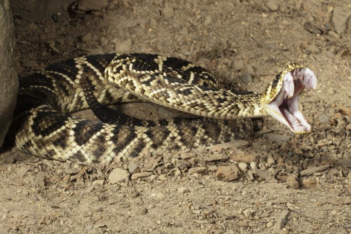Serpiente-abre-boca-muestra-dientes