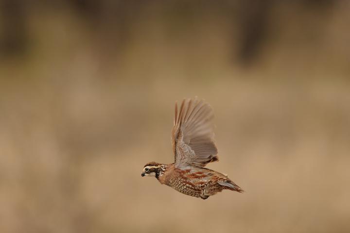Codorniz macho volando acción Texas