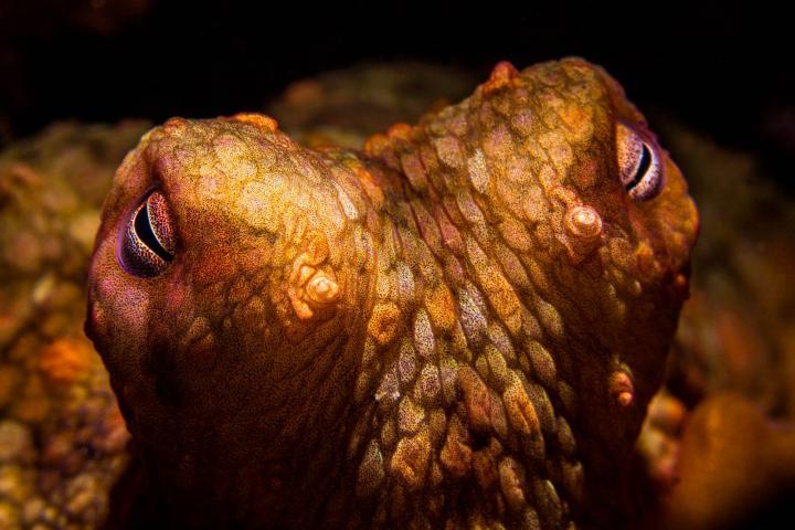 Los ojos de un pulpo de dos manchas, iluminados con una luz direccional, en el arrecife de la isla Anacapa