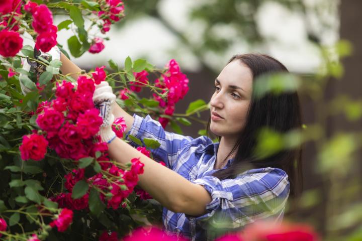 Mujer podando un rosal en el jardín.