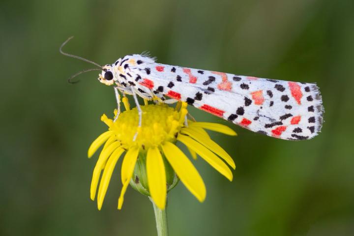 Ejemplar de Utetheisa pulchella, en plena naturaleza