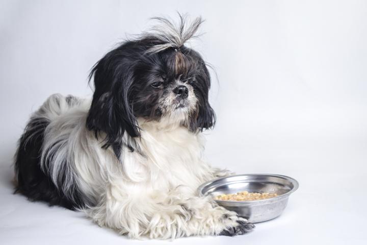 alt="alt="Perro de raza shih tzu sobre fondo blanco con comida""