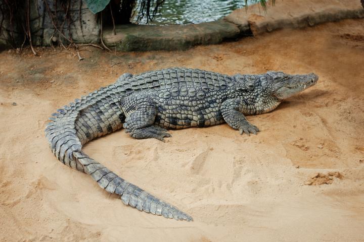Un cocodrilo, en una imagen de archivo