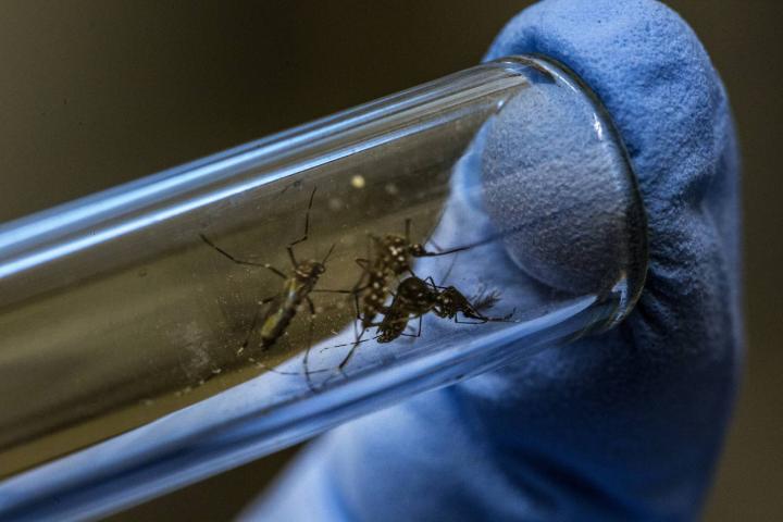 Mosquidos Aedes aegypti siendo analizados en un laboratorio