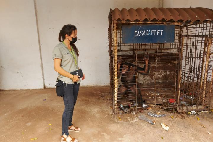 Rebeca-Atencia mirando a la chimpancé Fifi, que estaba encerrada en una jaula en Bisáu.
